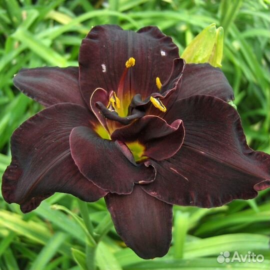 Набор лилейников 