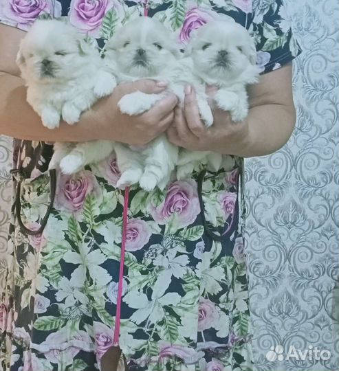 Эксклюзивные щенки