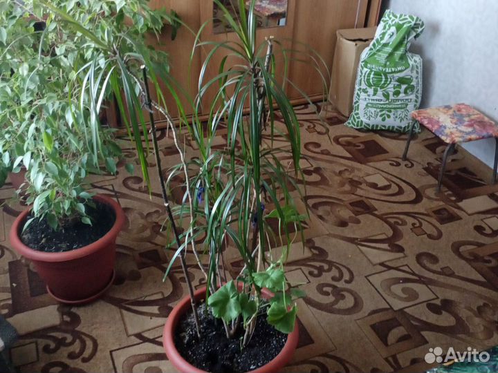 Комнатные цветы