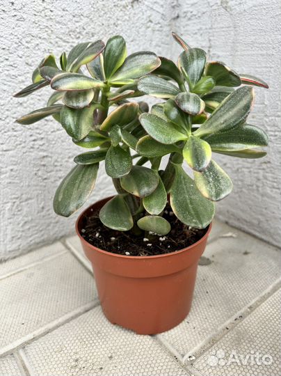 Крассула толстянка вариегатная