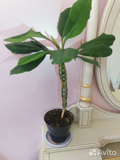 Комнатные цветы - Молочай экзотическое растение