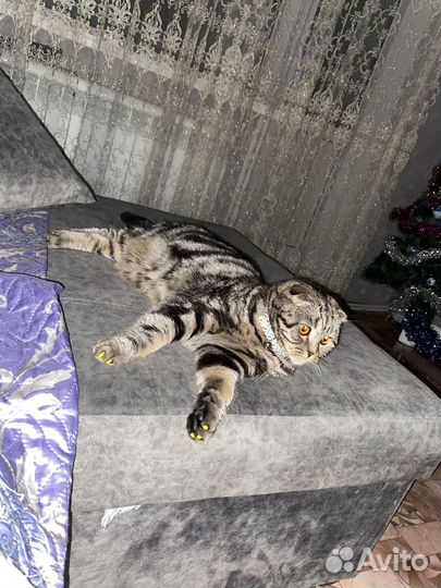 Кошечка на вязку