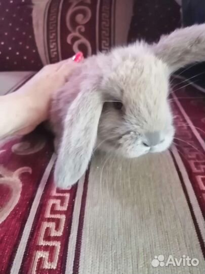 Французский баран кролики