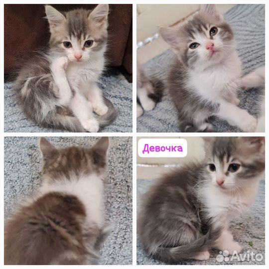 Кошка в дар бесплатно