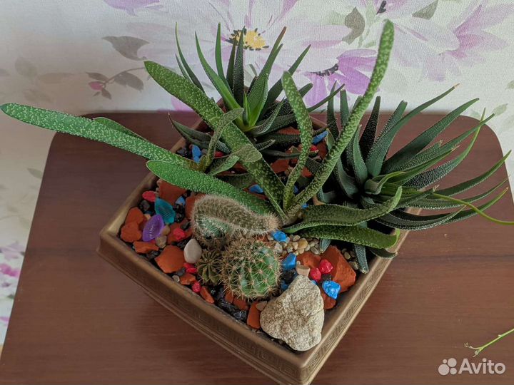 Кактусы и суккуленты