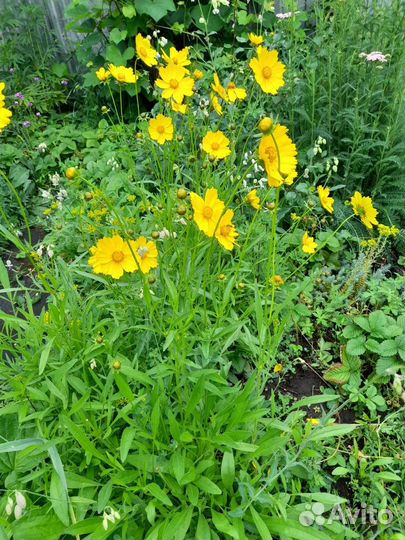 Жасмин и очиток