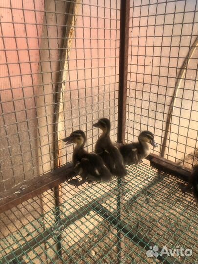 Цыплята и утята