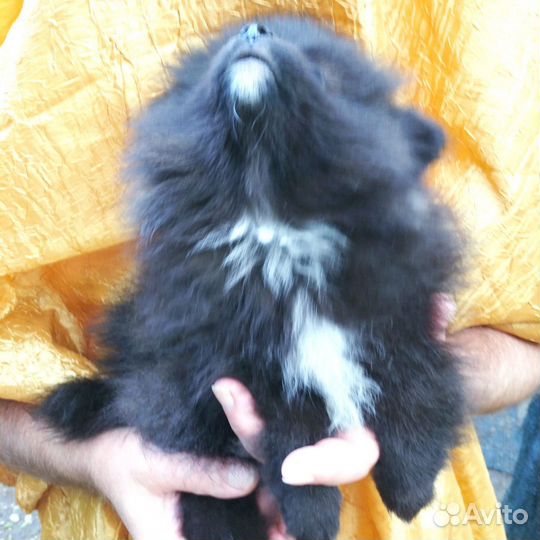 Померанский шпиц мини девочка