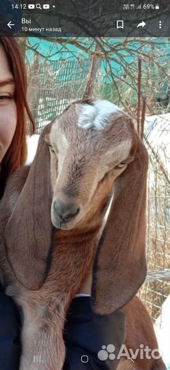 Козье молоко