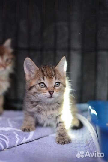 Котенок мальчик в добрые руки
