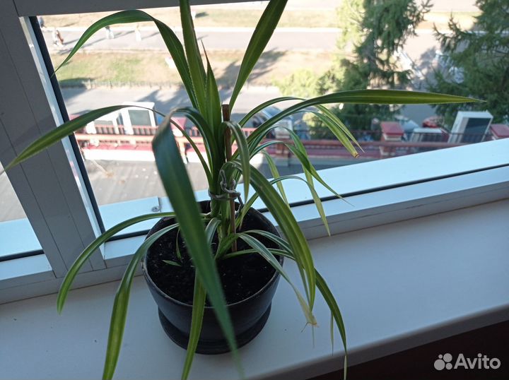 Панданус- винтовая пальма