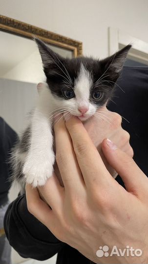 Котенок мальчик