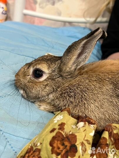 Крольчиха