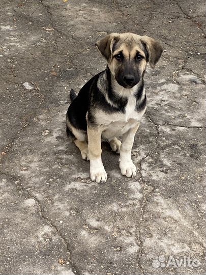 Пристрой собачек в добрые руки