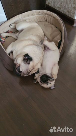 Мопс вязка мальчик