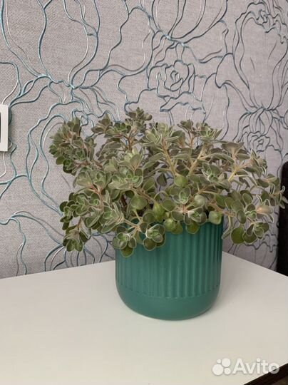 Аихризон дерево любви