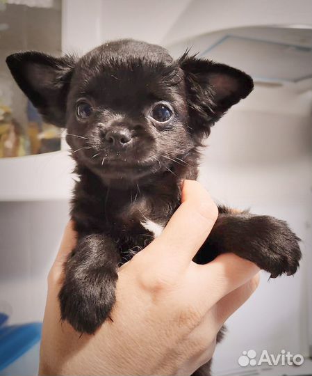 Чихуахуа девочка