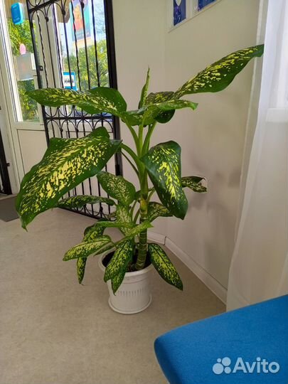 Диффенбахия