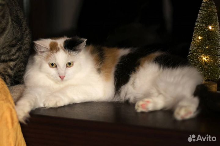 Кошечка Монро