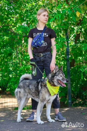 Брутальный Гром ждет в приюте