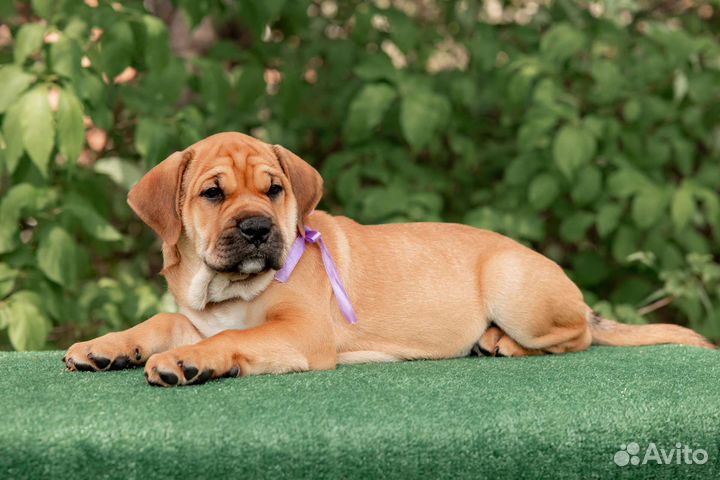 Щенки кадебо