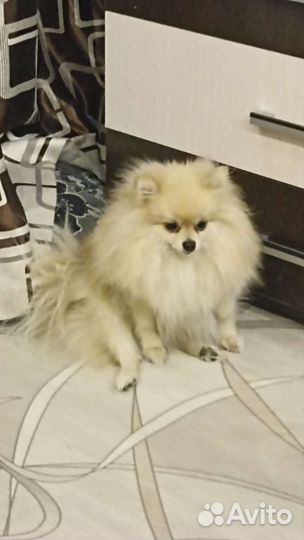 Шпиц вязка девочка