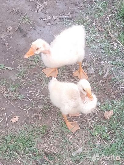 Гуси, утки, петушки