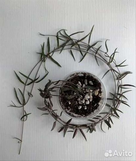 Церопегия линеарис