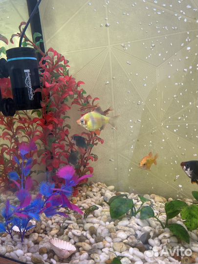 Аквариум с рыбками