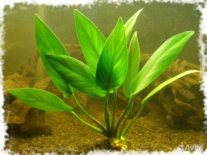 Анубиас. Жестколистные растения. Все для аквариума