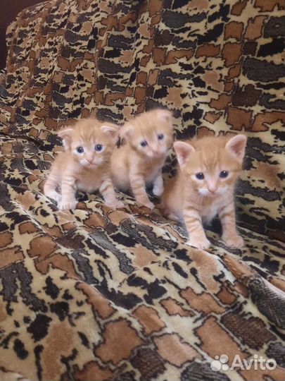 Вислоухие котята в добрые руки