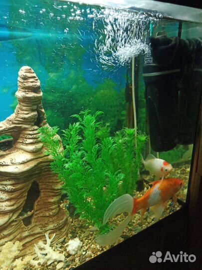 Аквариум