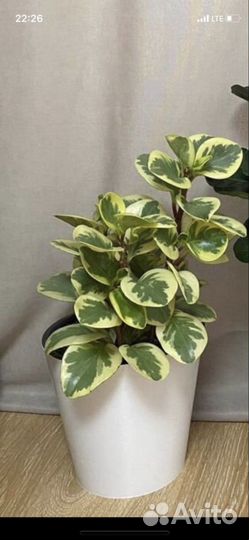 Пеперомия вариегатная