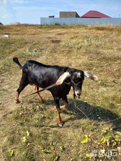 Вязка с Англо-нубийский козёл