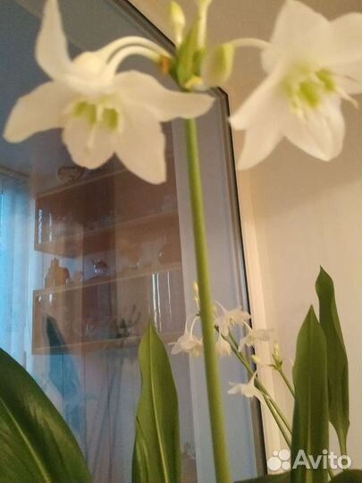 Эухарис амазонская лилия