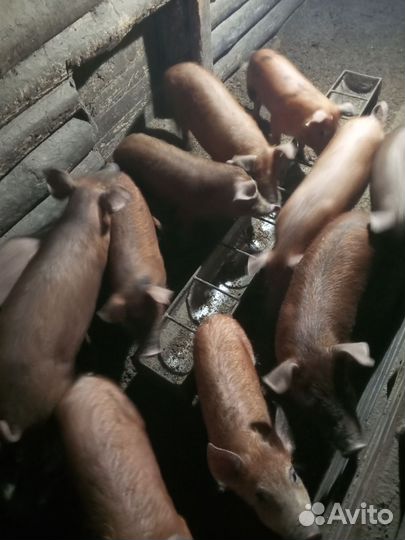 Поросята дюрок+кантор