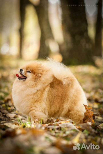 Груминг животных