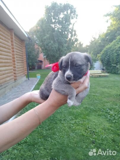 Щенки в добры руки