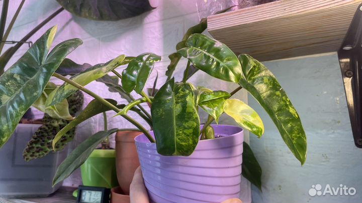Филодендрон бурле маркс вариегатный