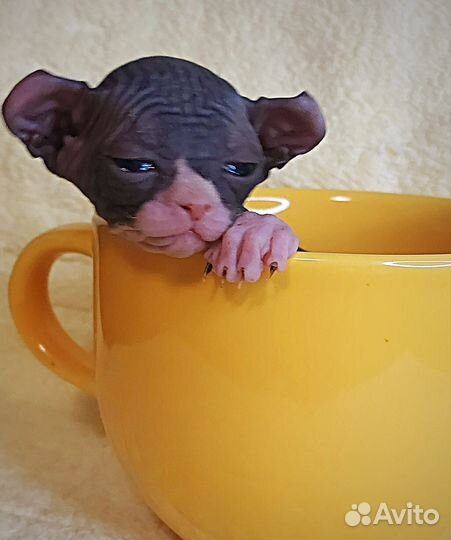 Которебенок девочка эльф