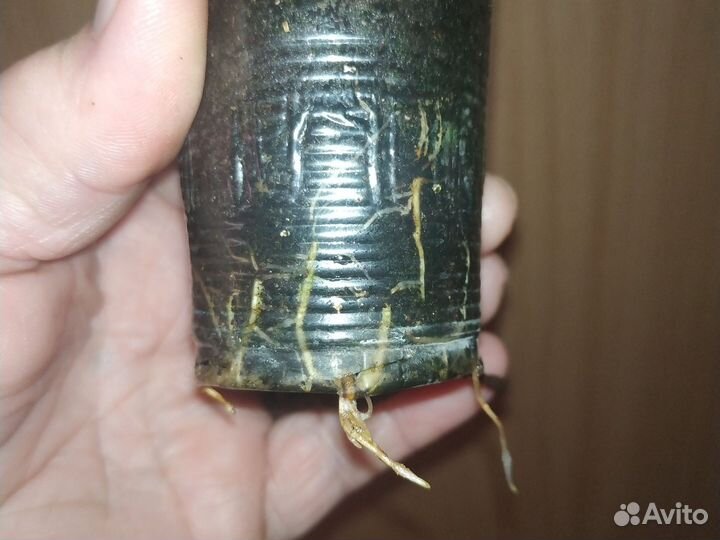 Фикус румфи Вайт (White) вариегатный