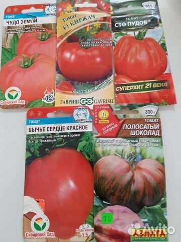 Рассада помидор