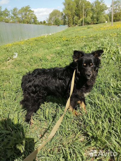 Очень классный молодой пёс ищет дом в добрые руки