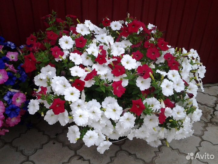 Цветы. Рассада