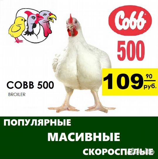 Бройлер породы Cobb 500