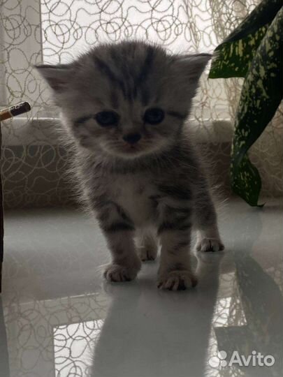 Британские котята