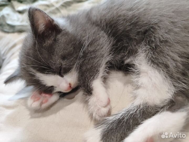 Котята метисы