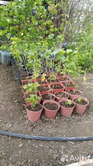 Саженцы чёрной смородины.Круглый год