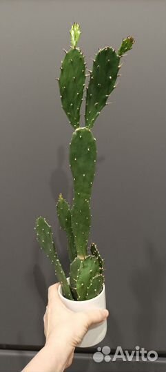 Очиток (sedum rubrotinctum), опунция