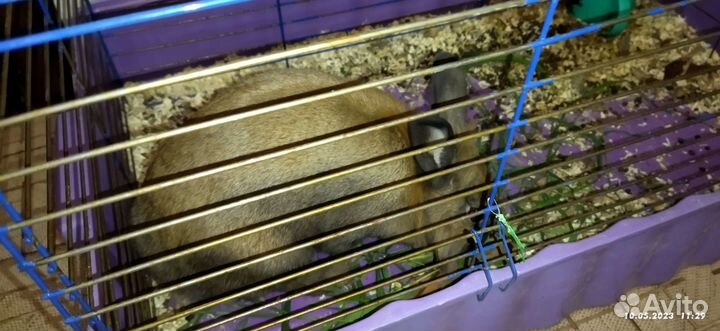 Кполик с клеткой